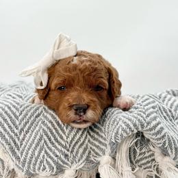 Poppy - Red  female Goldendoodle puppy in Queen Creek, Arizona from Goldendoodle AZ