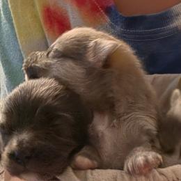 Robin - Lavender male Pomeranian puppy in Mays Landing, New Jersey from KB Pom Pups