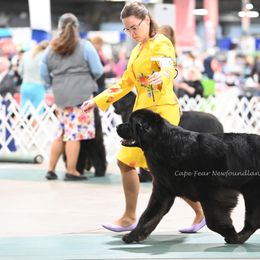 Newfoundlands from Cape Fear Newfoundlands