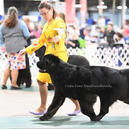 Newfoundlands from Cape Fear Newfoundlands