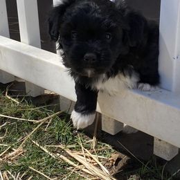 Aussiedoodle and Australian Shepherd Puppies from Sunrise Mountain Aussies