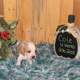 Cole - Lemon and white male Basset Hound puppy in Dover, Arkansas from S&S American Bassets