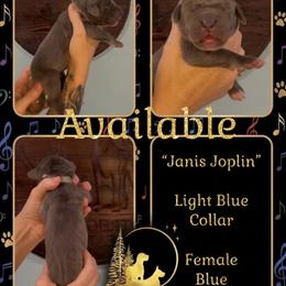 Janis - Blue female Great Dane puppy in Altoona, Alabama from Sovereignty Woods Great Danes