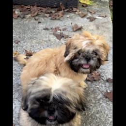 Shih Tzu Puppies from Shih-tzu Dynasty