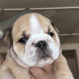 Bulldog puppies from Romanov’s  Bulldogs