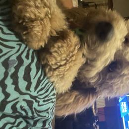 Chanel - Goldendoodle