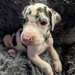 Aurora - Harlequin female Great Dane puppy in Brooksville, Florida from Follow My Lead Great Danes