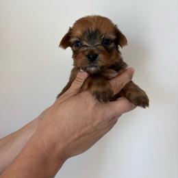 Milo - Sable male Yorkshire Terrier puppy in Beulaville, North Carolina from Sunset Ranch