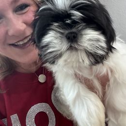 Tux - Black and white male Shih Tzu puppy in Bentonville, Arkansas from T & D Dachshunds by design