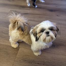 Cece - Shih Tzu