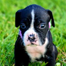 Lavender Collar - Brindle female Boxer puppy in Pass Christian, Mississippi from Amanda Edwards
