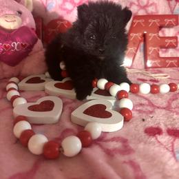 Batman - Black male Pomeranian puppy in Calhoun, Louisiana from Cheyenne’s Pups