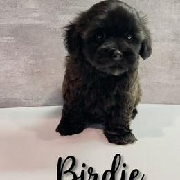 Birdie - Brown female Shihpoo puppy in Bay City, Texas from Billy's Puppies
