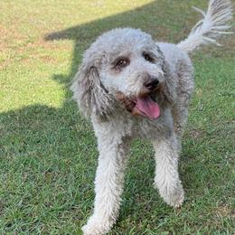 Golden Aussiedoodle and Goldendoodle Puppies from Law Doodles of SC