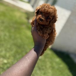 Simba - Red  male Poodle puppy in Texas from Zoway's Poodles
