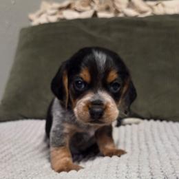 Duke - Blue tan and white male Beagle puppy in Bunch, Oklahoma from Julie’s Jewels Puppies