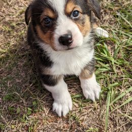 Aurelius - Black and tan Pembroke Welsh Corgi puppy in Texas from Disco Corgis