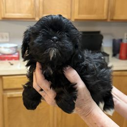 London - Black and white female Shih Tzu puppy in Tallahassee, Florida from Bows and Bow Ties