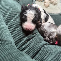 Tillie - Black and white female Bernedoodle puppy in Cocoa, Florida from The Beach Doodles