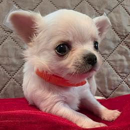 Toffee - Cream male Chihuahua puppy in Jacksonville, Florida from Precious Paws of Florida - Chihuahuas
