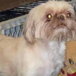 Nicole - Shih Tzu