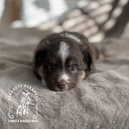Edith - Red tri-color female Miniature American Shepherd puppy in Greenwood, Indiana from Barnaby’s Barn Dog’s