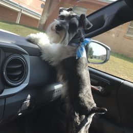 Maverick - Miniature Schnauzer