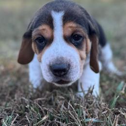 AKC Luca - Black tan and white male Beagle puppy in Rogersville, Missouri from Hales Little Beagle Haven