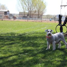 “Snowy” - Miniature Schnauzer