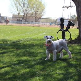 “Snowy” - Miniature Schnauzer