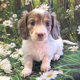 Starlit - Fawn (isabella) and cream female Dachshund puppy in Grove, Oklahoma from Dachs on the lake