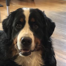 Rowan - Bernese Mountain Dog