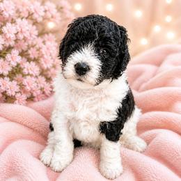Mia - Black and white female Bernedoodle puppy in Myrtle Beach, South Carolina from Colorful-K9'S