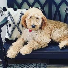 Aussiedoodles, Goldendoodles, Pembroke Welsh Corgis, and Sheepadoodles from The Puppy Stables
