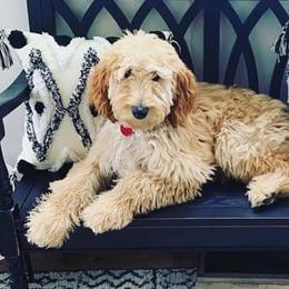 Aussiedoodles, Goldendoodles, Pembroke Welsh Corgis, and Sheepadoodles from The Puppy Stables