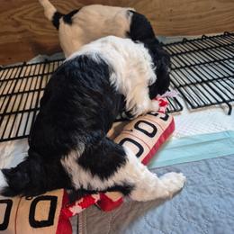 Tiramisu - Parti female Poodle puppy in Milford, Michigan from Cuddley-Poods Moyen poodles