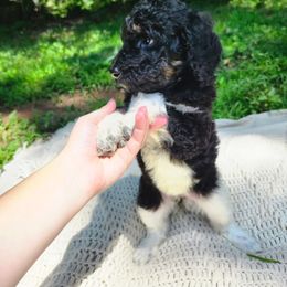 Willow - Phantom female Poodle puppy in Troy, New Hampshire from SP Standard Poodles