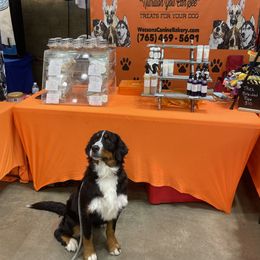 Sedona - Bernese Mountain Dog