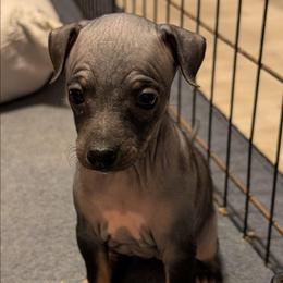 Sweet Potato - Black female American Hairless Terrier puppy in Phoenix, Arizona from Bare Valley