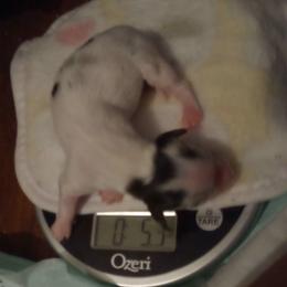 Spottie - Dapple female Dachshund puppy in Hollis, Oklahoma from Write Breed Doxies
