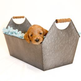 Goldendoodle Puppies from Dean Doodles