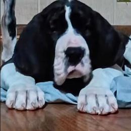 Tempo - Great Dane