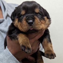 Rottweiler puppies from Galaxia Rottweilers