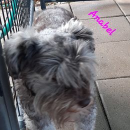 Anabel - Miniature Schnauzer