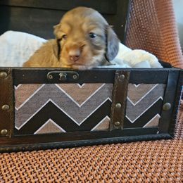 Chocolate - Chocolate and tan male Dachshund puppy in Panama City Fl, Florida from Southern Bliss Doxies