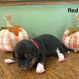 Pocket Beagle Male 5 - Black tan and white male Beagle puppy in Gentry, Arkansas from HC Puppy Ranch