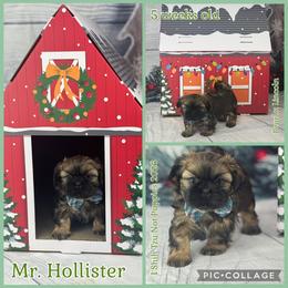 Mr. Hollister - Black gold and white male Shih Tzu puppy in Beatrice, Nebraska from I Shih Tzu Not Puppies