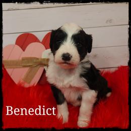 Benedict - Black and white male Sheepadoodle puppy in Farley, Iowa from Iowa's Doodle Co.