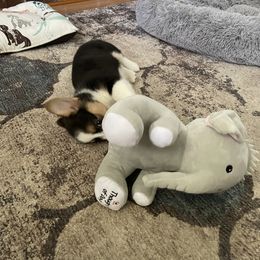 Pembroke Welsh Corgi Puppies from GLC Corgis