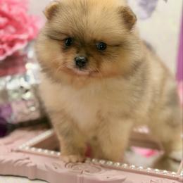 Twilight Sparkle - Chocolate merle female Pomeranian puppy in Gilroy, California from Belt Fed Kennels